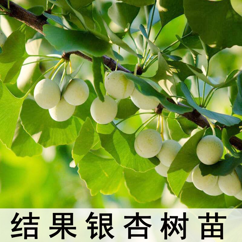 银杏树活苗大树庭院结果白果苗南方北方地栽盆栽种植特大果树果苗