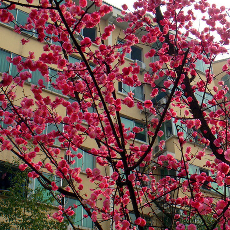 梅花树苗原生红梅骨里红腊梅浓香庭院花卉耐寒植物大型盆栽盆景