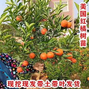 早熟东方红橘树果苗嫁接美国蜜糖橘子树苗南北方种植盆栽地栽树苗