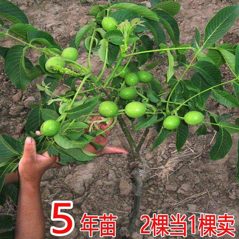 文玩核桃苗树山核桃苗可食用纸皮核桃苗薄皮核桃树活苗盆栽果树苗