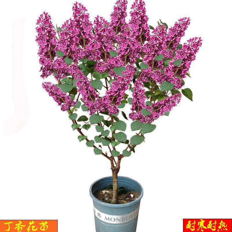 庭院嫁接丁香花树苗植物室内室外四季开丁香花苗浓香型原生玉兰树