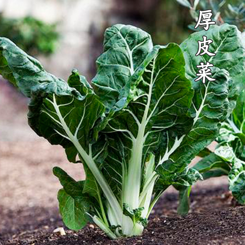 厚皮菜种子四川春不老白梗牛皮菜种籽根达菜莙达菜大叶四季蔬菜孑