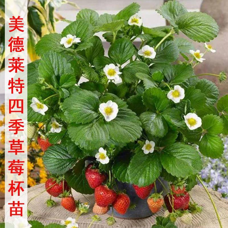 带盆草莓苗四季盆栽地栽食用大果美德莱特草莓苗南方北方种植果苗