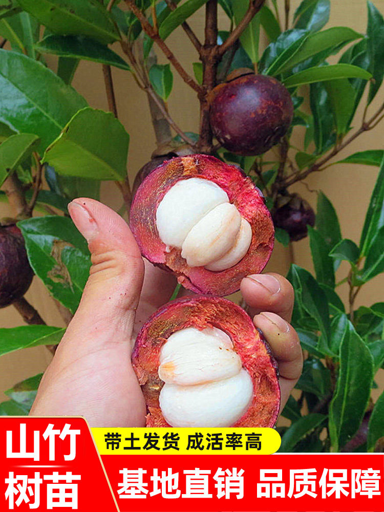 山竹树苗正宗无核山竹果苗南方北方种植四季庭院盆栽地栽当年结果