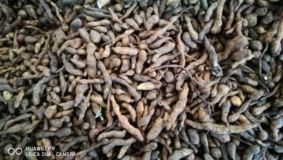 冬虫夏草幼虫食物 新鲜蕨麻果