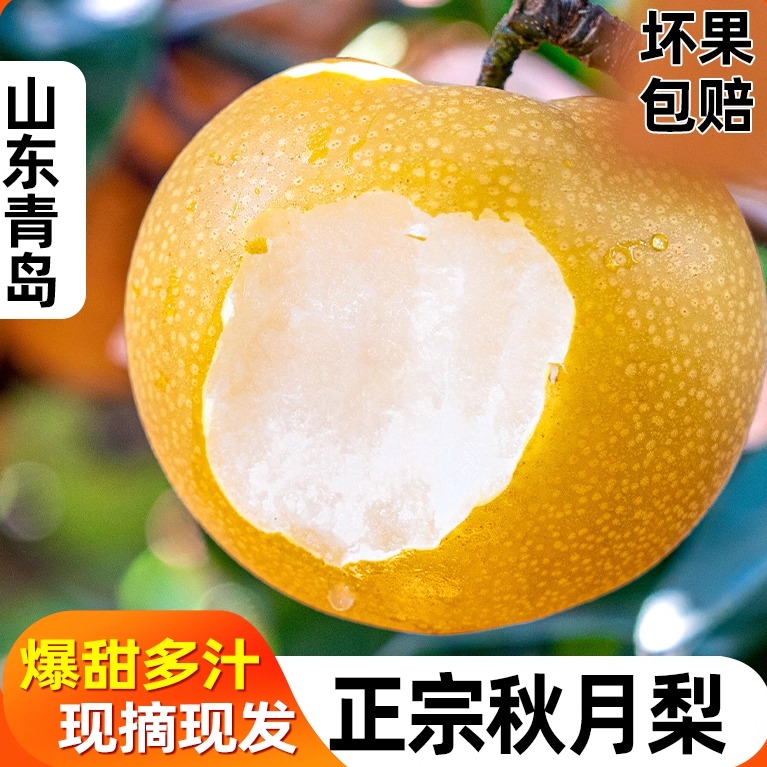 正宗山东秋月梨新鲜现摘