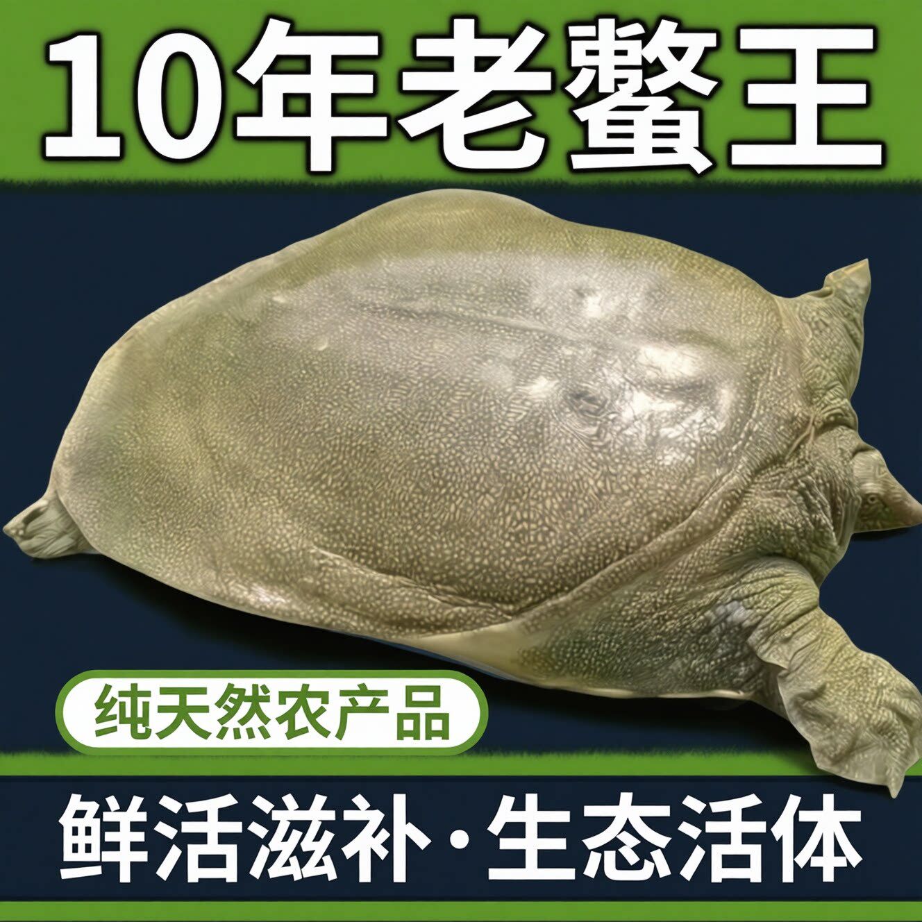 纯野外生态放养大甲鱼鲜活外塘自然生长青背甲鱼水鱼王八老鳖代杀
