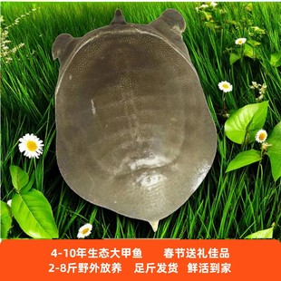 外塘青背大公甲鱼野外生态鲜活活体10年中华鳖水鱼老鳖王八食用