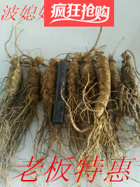 长白山新鲜人参白参煲汤东北特产