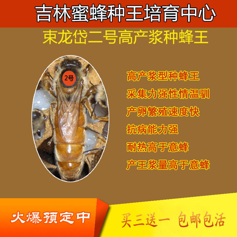 束龙岱二号浆型种王自然人工授精意蜂王产卵王交尾蜜蜂王高产新王