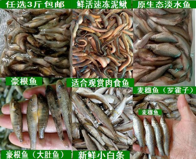 江苏新鲜冷冻泥鳅麦穗鱼河虾