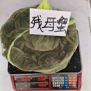鲜活兴化大闸蟹 断腿残母蟹2.2两～3.2两母蟹3斤/2斤