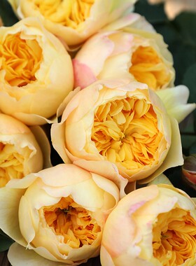 雀啾 月季玫瑰 多季开花淡香耐热杂交茶香月季玫瑰花卉盆栽