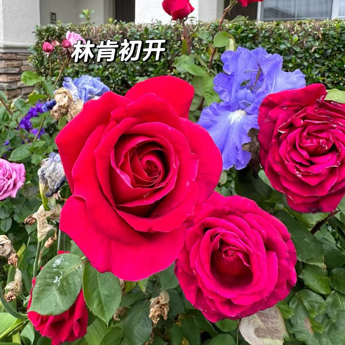 林肯先生庭院阳台盆栽观花