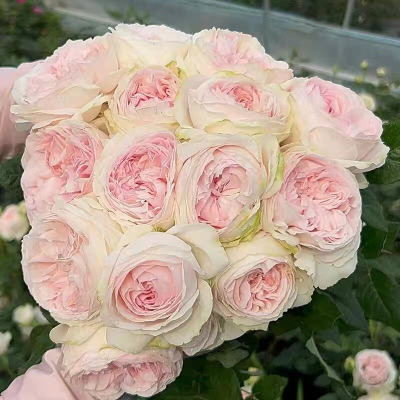 新品 蕾娜山庄 月季花苗 切花玫瑰灌木大花直立勤花庭院阳台盆栽
