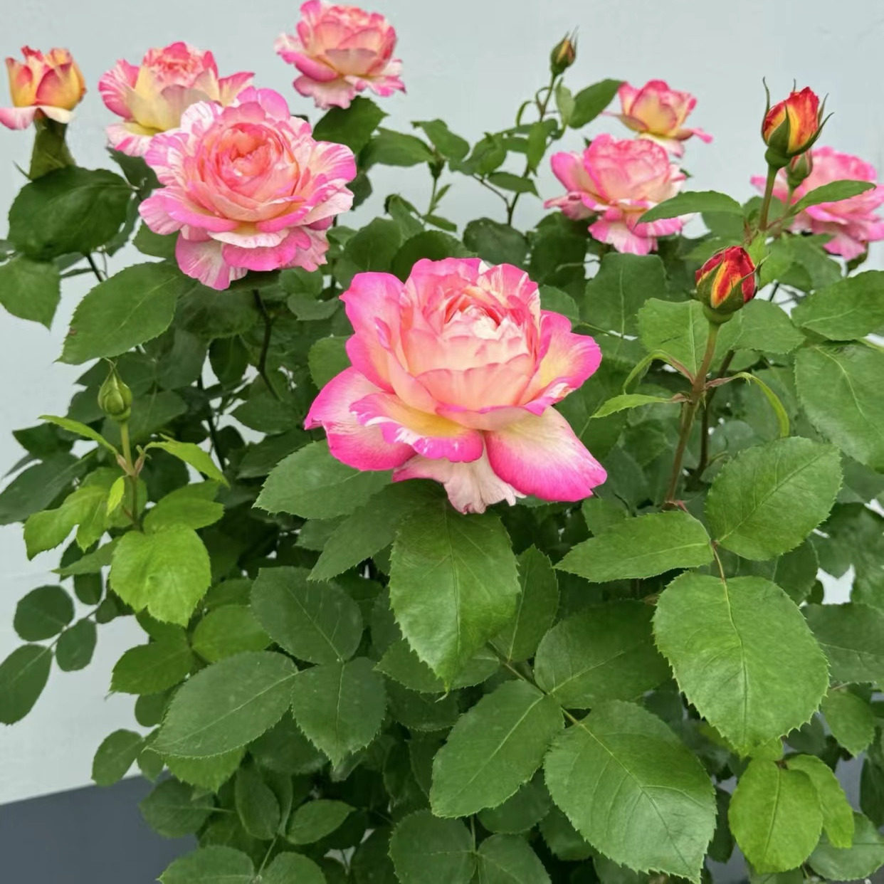 【马克夏加尔】条纹型大花抗病勤花丰花耐寒多季节开花盆栽花卉