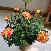 蜂蜜 月季 玫瑰 微月系列 小苗 条纹超微品种微月捉迷藏系列