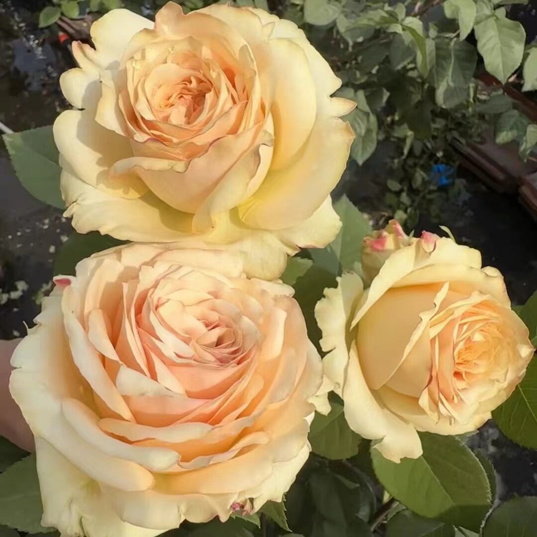 无人区沙漠 月季花苗 大花灌木直立切花月季 庭院阳台盆栽花卉