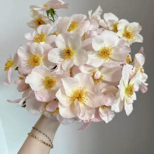 新品萨利福尔摩斯月季花可藤可灌抗病性好勤花丰花长势快