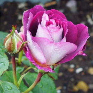 合唱团 月季扦插花苗大花浓香紫色灌木丰花院阳台绿植花卉