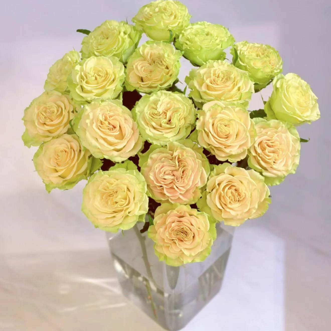 新品 上官婉儿 月季花苗 阳台庭院盆栽 切花绿玫瑰多季花卉植物,鲜花速递/花卉仿真/绿植园艺,月季/蔷薇/玫瑰,淘宝优惠券,粉丝福利购,淘宝优惠卷