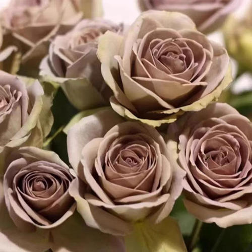 失忆/尼古拉斯的初恋欧月切花