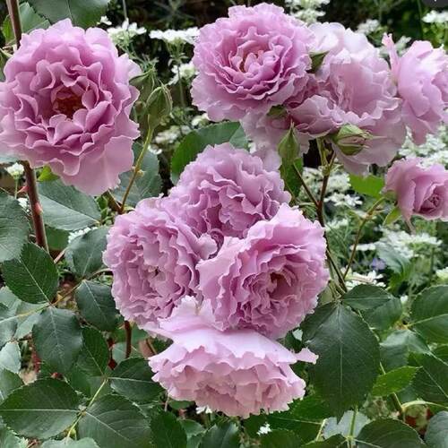 蜻蜓灌木大花切花月季扦插