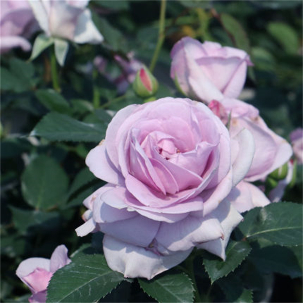 欧月季蓝色风暴蓝色丰花浓香精品花苗阳台盆栽玫瑰花扦插小苗,鲜花速递/花卉仿真/绿植园艺,月季/蔷薇/玫瑰,淘宝优惠券,粉丝福利购,淘宝优惠卷