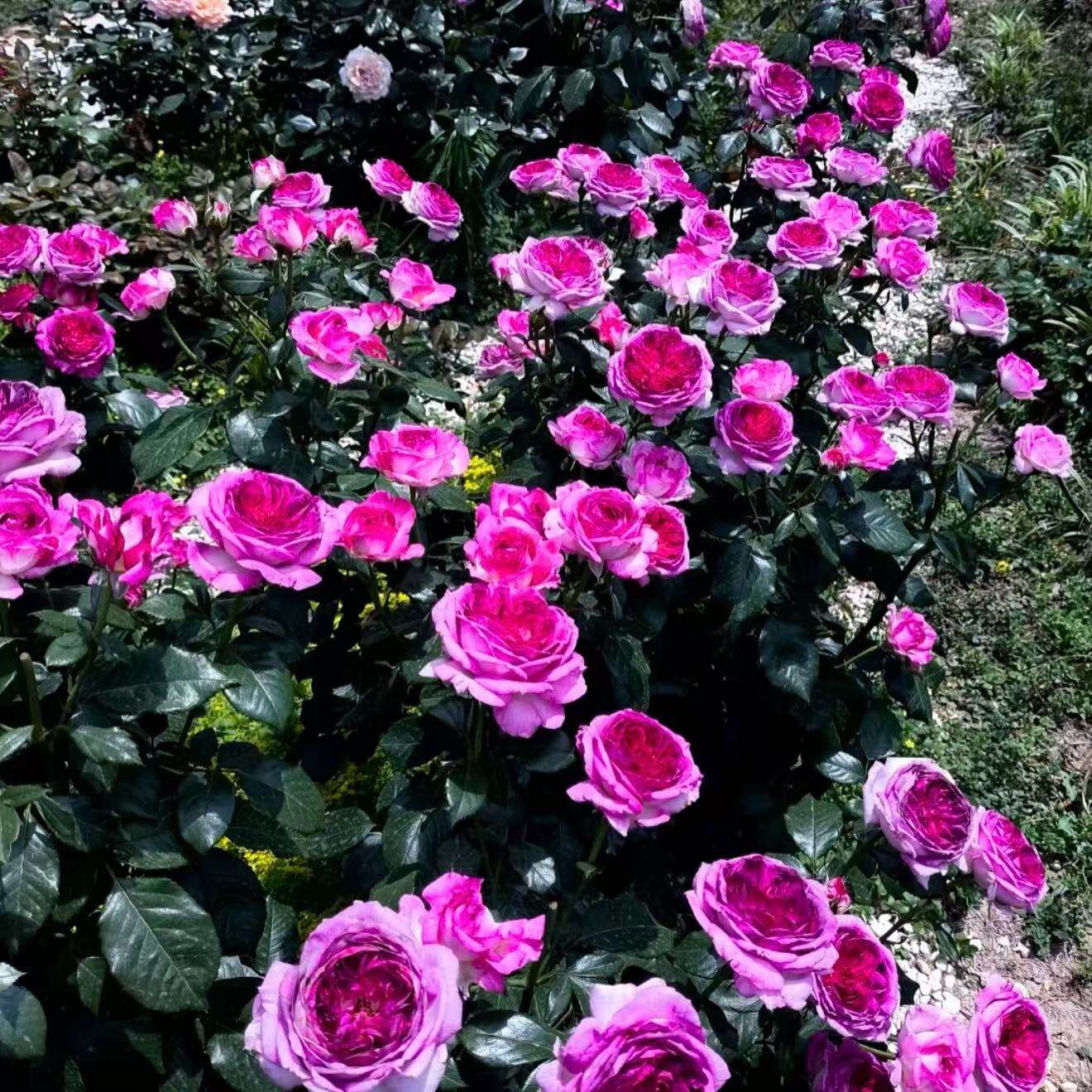 蓝莓蛋糕月季扦插花苗戴尔巴德耐热，