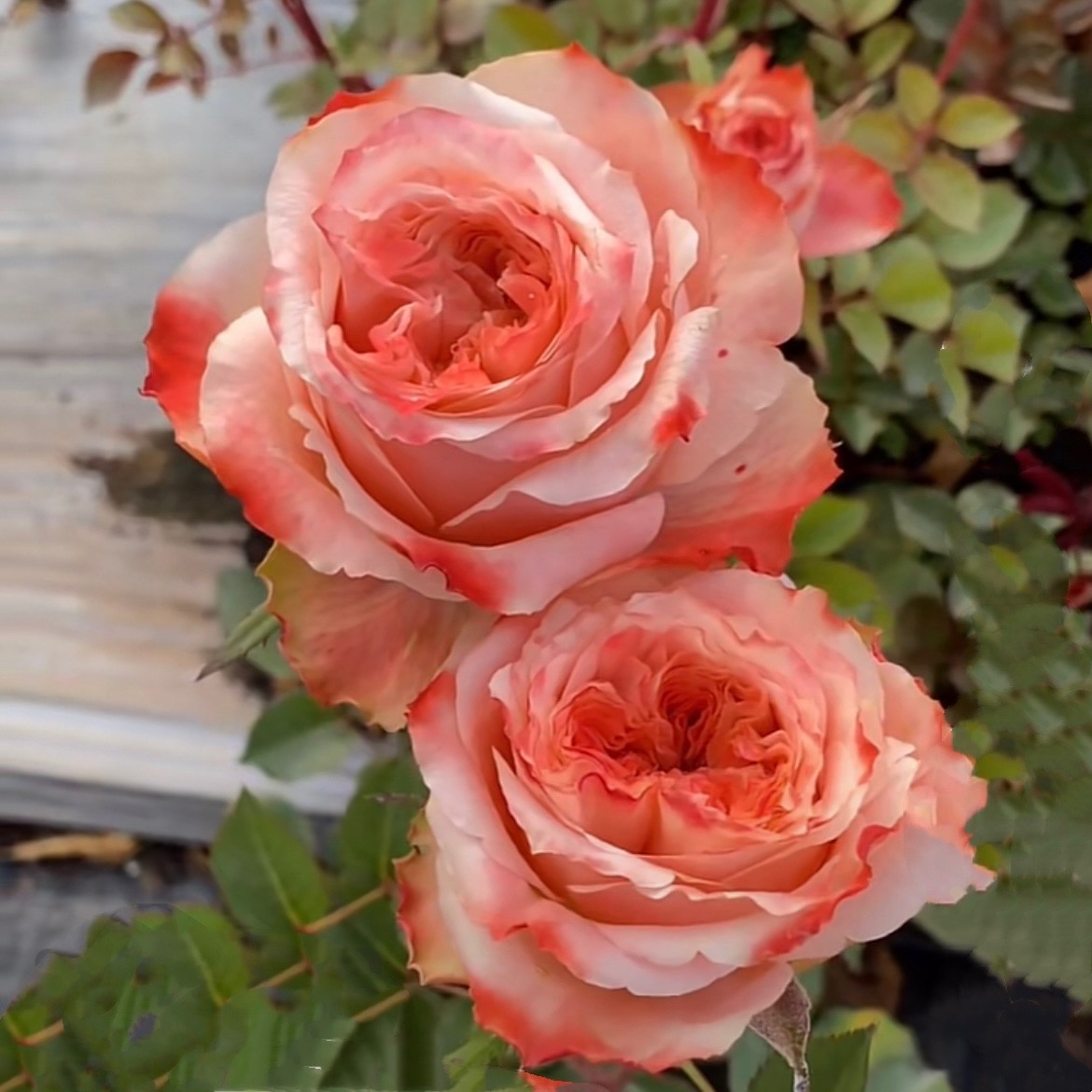方可桃季高脚杯盆栽月季花卉