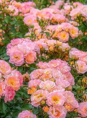 桃色漂流月季/桃色地被绝代佳人地被月季 渐变丰花花卉耐热耐阴