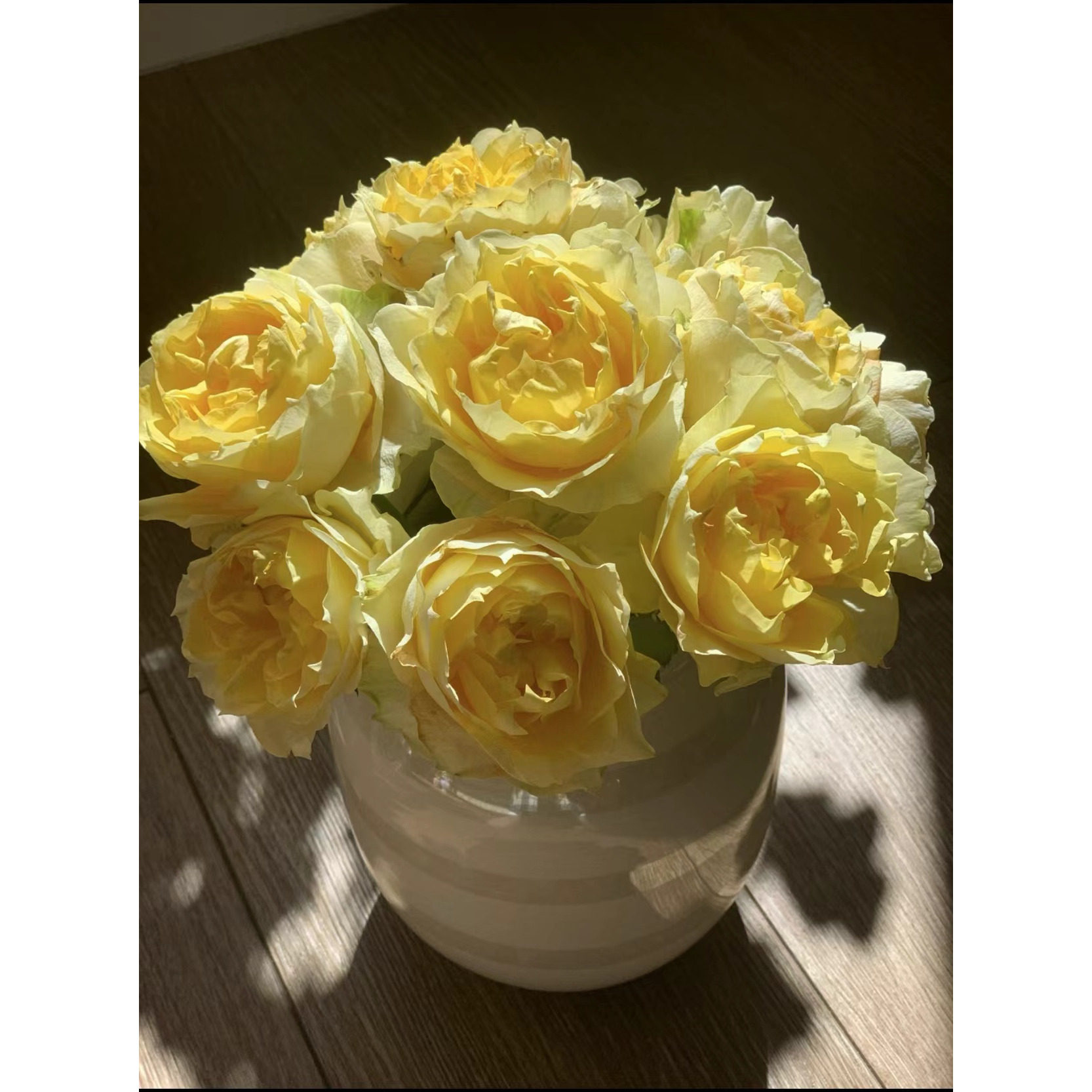 【绿芙美人】月季花苗多季节开花玫瑰 阳台庭院盆栽四季花卉绿植