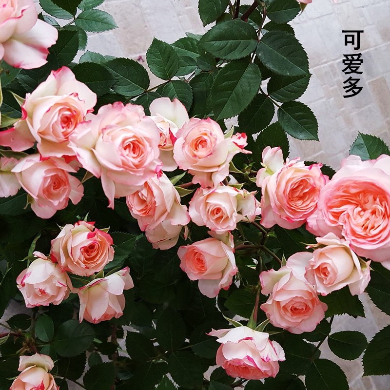 丰花月季可爱多微月阳台