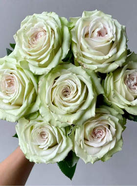 催眠术绿色切花灌木大花月季扦插苗月季花苗多季开花玫瑰花苗