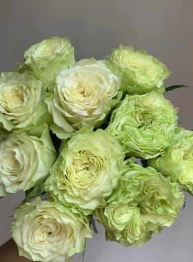 小乔切花灌木月季奶绿色月季玫瑰花苗花卉盆栽切花玫瑰