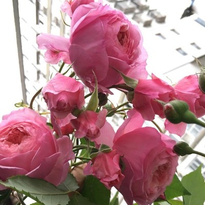 灌木粉色淡香多季开花阳台