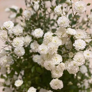 待雪草/雪月 超级微型月季花开不断花量大  阳台花园盆栽
