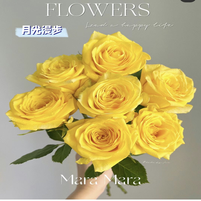 新品大月光漫步花月季花苗