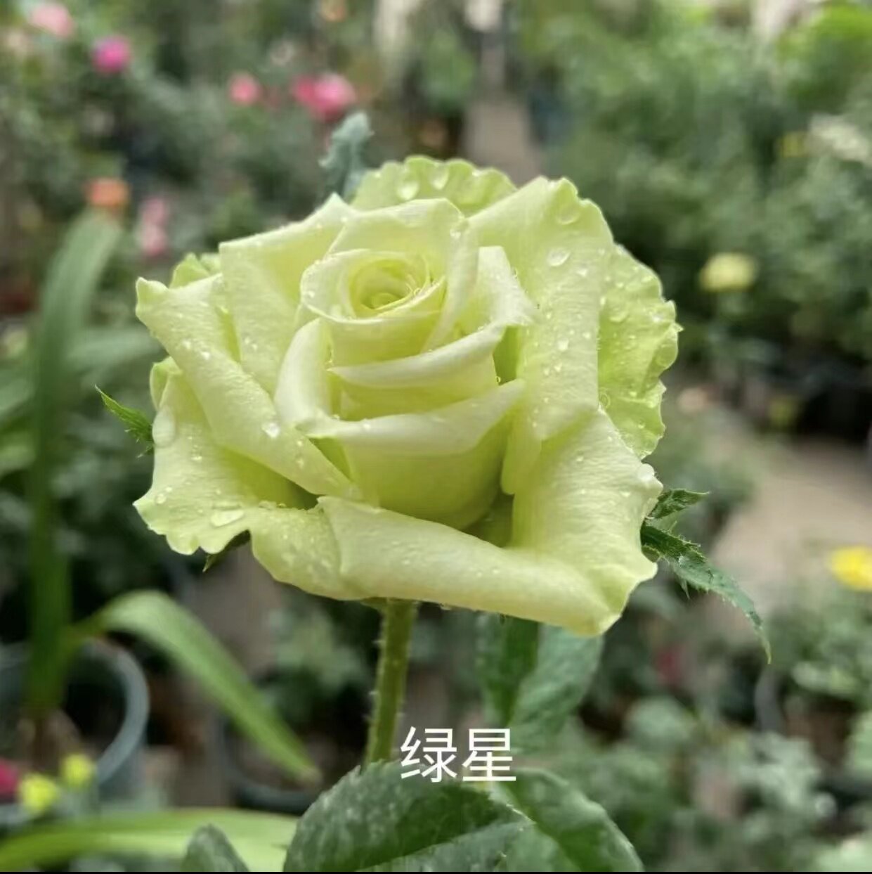 【绿星】玫瑰花苗盆栽奶油绿大花浓香四季阳台庭院花卉植物