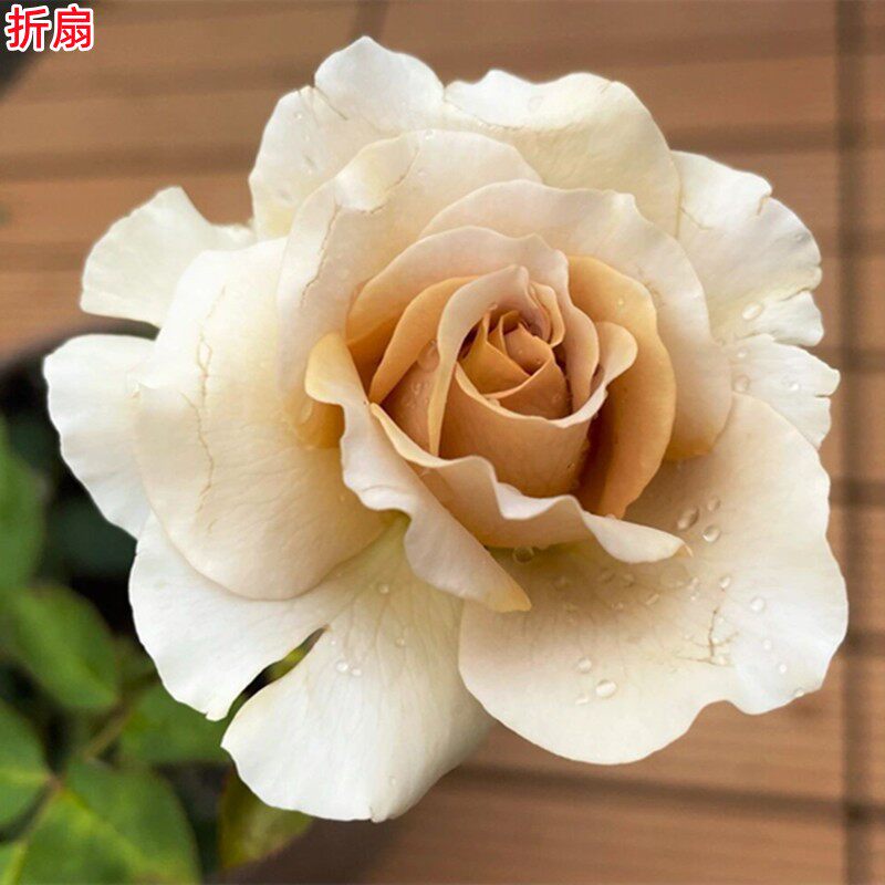 超新品折扇/金扇月季苗浓香大花