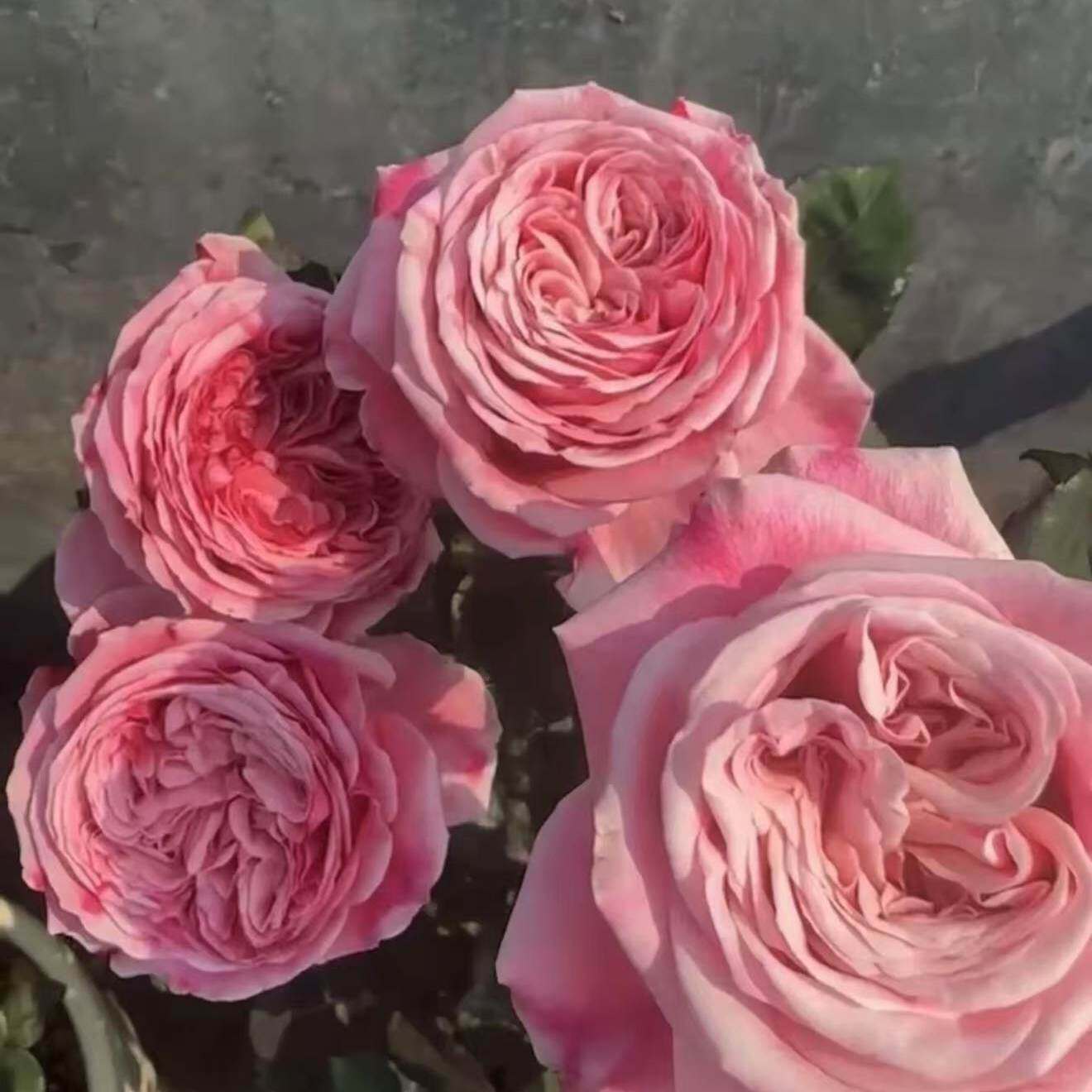 奶油蛋糕月季花苗大花切