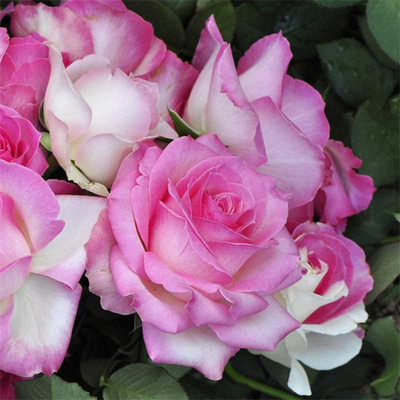 月季扦插花苗糖果雪山玫瑰