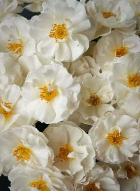 【白帆之冬】月季苗多季开花勤花抗病低维护品种白色可藤可灌花卉