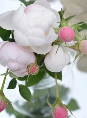 小灌木微型小兔子月季花苗