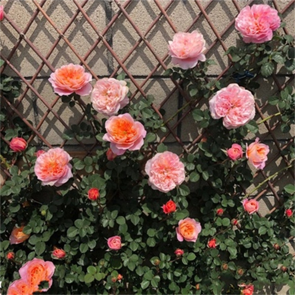 印象派月季扦插花苗藤本盆栽地栽浓香型爬藤多季节开花小苗,鲜花速递/花卉仿真/绿植园艺,月季/蔷薇/玫瑰,淘宝优惠券,粉丝福利购,淘宝优惠卷