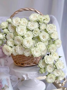 稀有新品繁星泡泡月季玫瑰多头切花玫瑰多季节开花扦插小苗