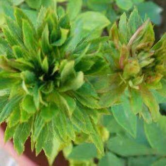 绿萼 中国古老月季花苗 珍稀品种绿叶花帝君袍小花很特别花卉盆栽