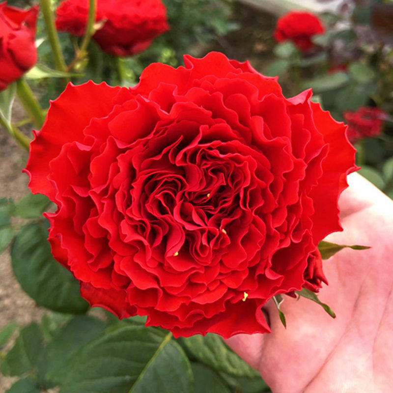 荷兰月季康帕内拉红色红舞裙月季花卉大花波浪边盆栽,鲜花速递/花卉仿真/绿植园艺,月季/蔷薇/玫瑰,淘宝优惠券,粉丝福利购,淘宝优惠卷