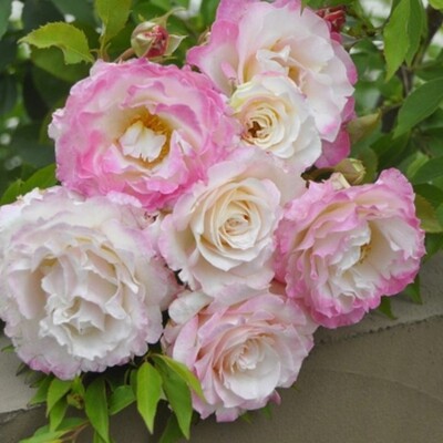 六翼天使月季扦插花苗河本