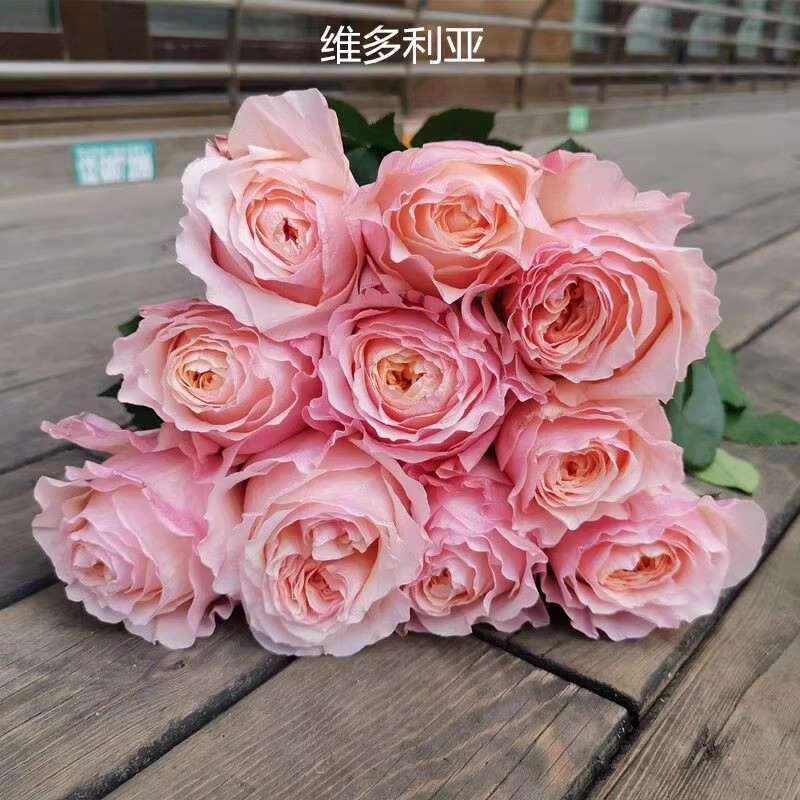 维多利亚的秘密肯尼亚新品玫瑰